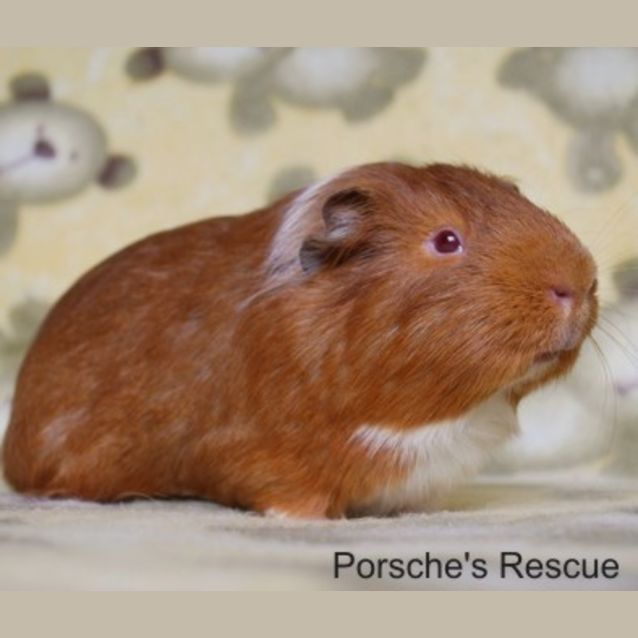 Photo of Caraway (Must Be Adopted With Cardamon)