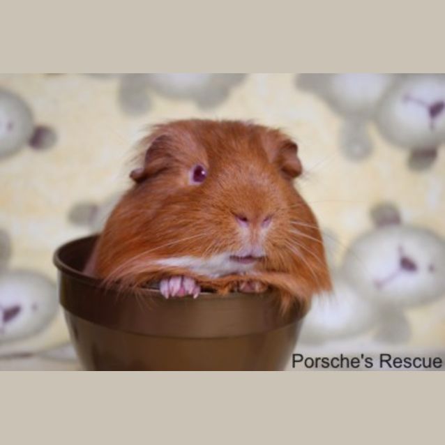 Photo of Cardamon (Must Be Adopted With Caraway)