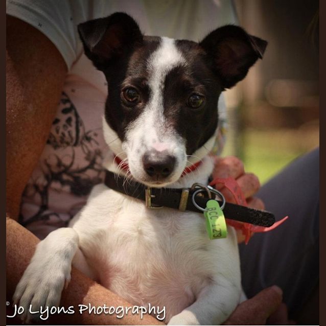 Photo of Spot