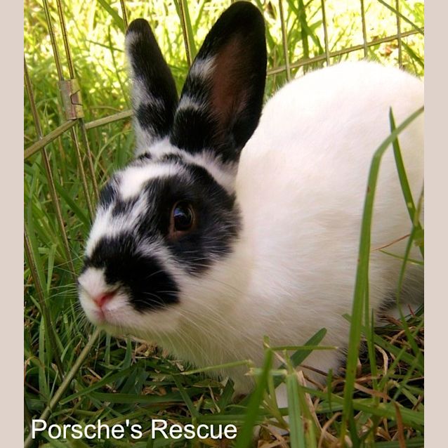 Photo of Palinka  Desexed And Vaccinated