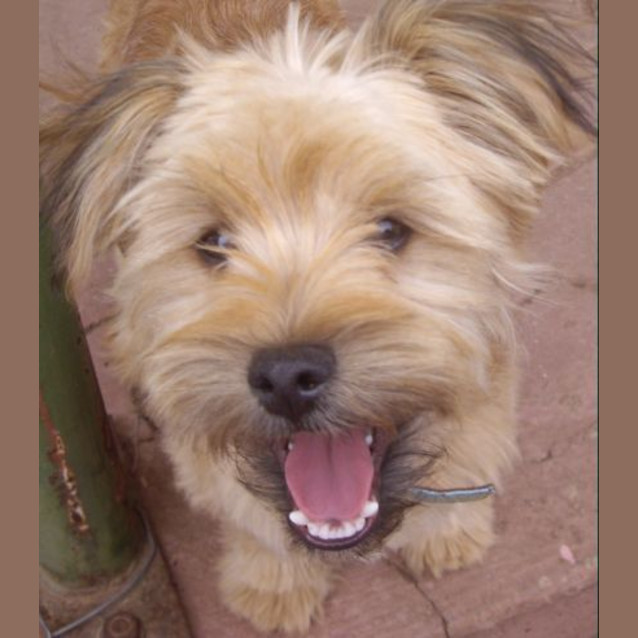 Photo of Teddy  On Hold