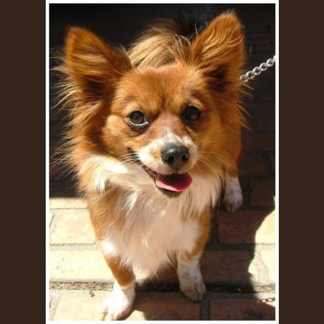 Photo of Winnie **Adoption In Progress**