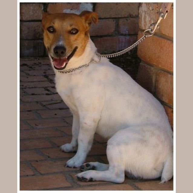 Photo of Buster 