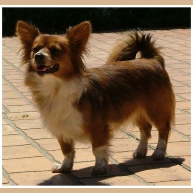 Photo of Winnie **Adoption In Progress**