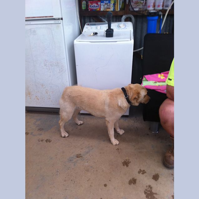 Photo of Ziggy Av372 *Adoption Pending*