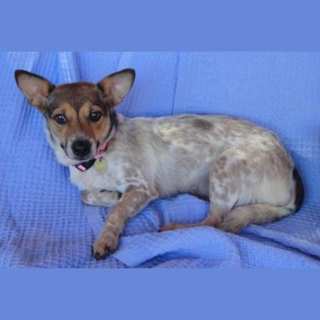 Photo of Cinnamon(d2003)*Adopted*
