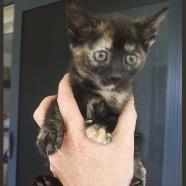 Photo of Mocha