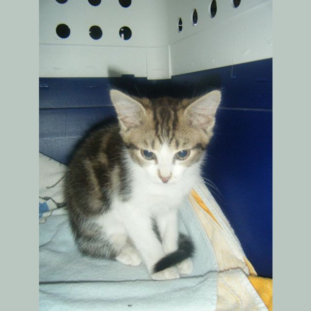 Photo of Mittens (Cav126)   On Trial