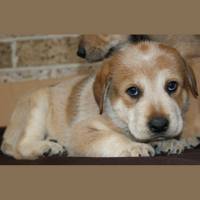 Photo of Daisy