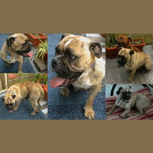 Photo of Crumpet