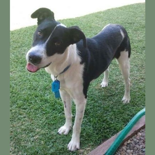 Photo of Buddy