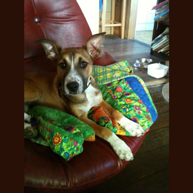 Photo of Coco (On Trial)