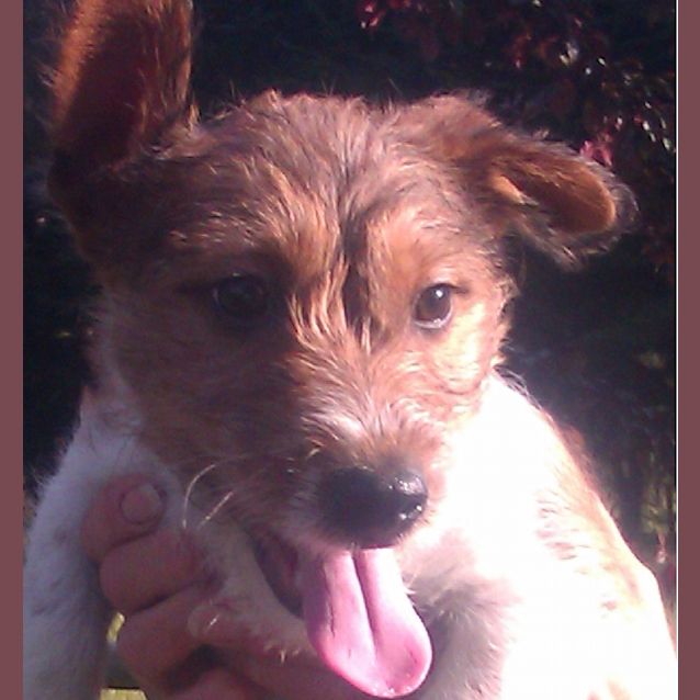Photo of Rascal
