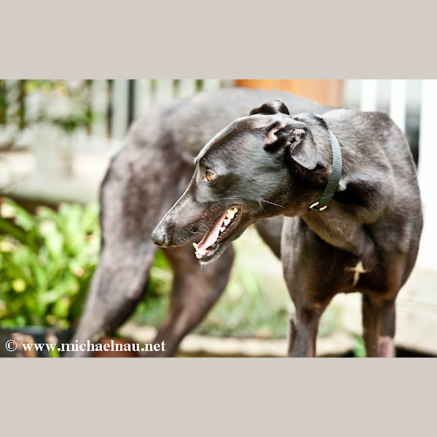 Photo of Suzie   Reserved For Her New Home