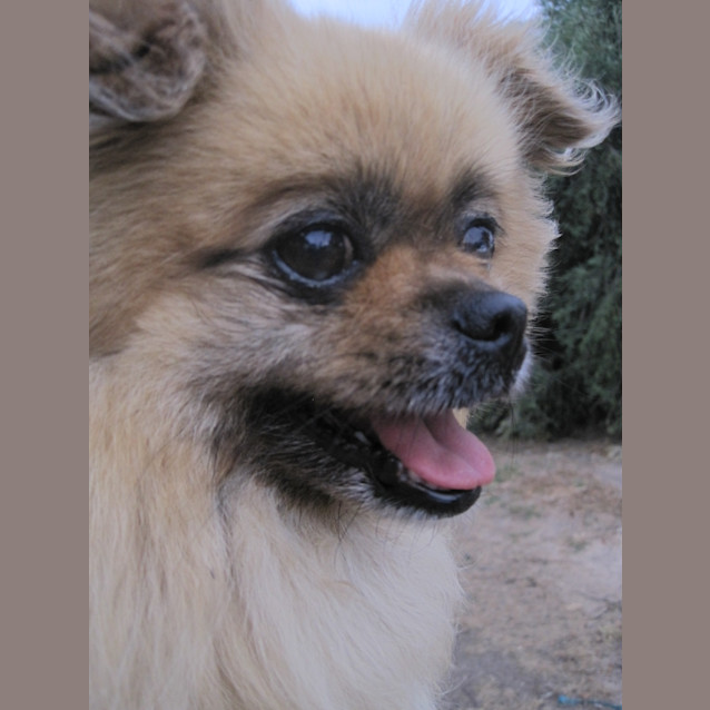 Photo of Tibetan Spaniel X