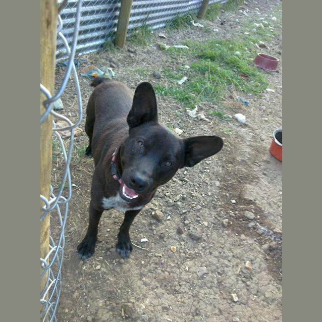 Photo of Bill *Adoption Pending*