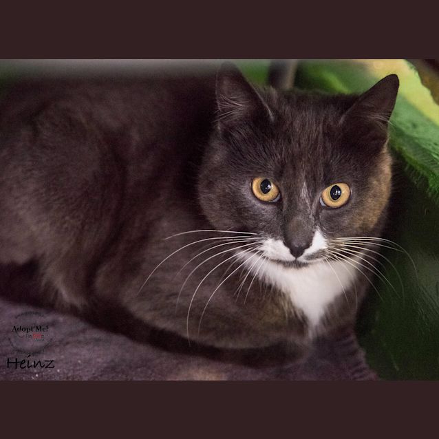 Photo of Heinz Id32703