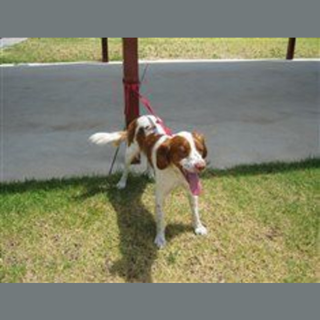 Photo of Spaniel In Pound Needs To Be Out Saturday