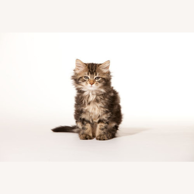Photo of Princess