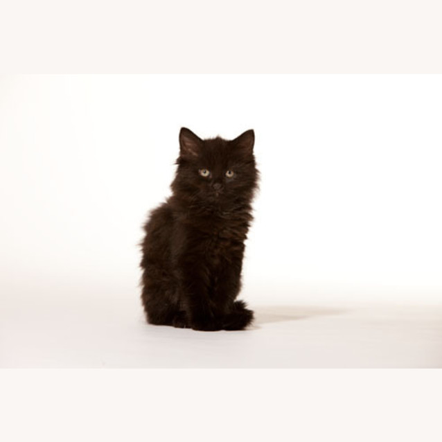 Photo of Misty