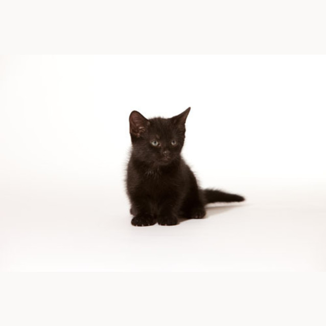 Photo of Belle