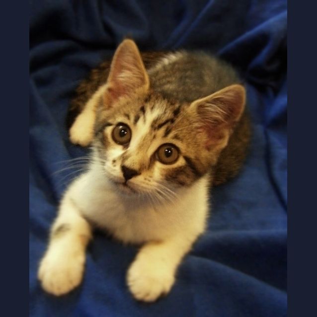 Photo of Smudge