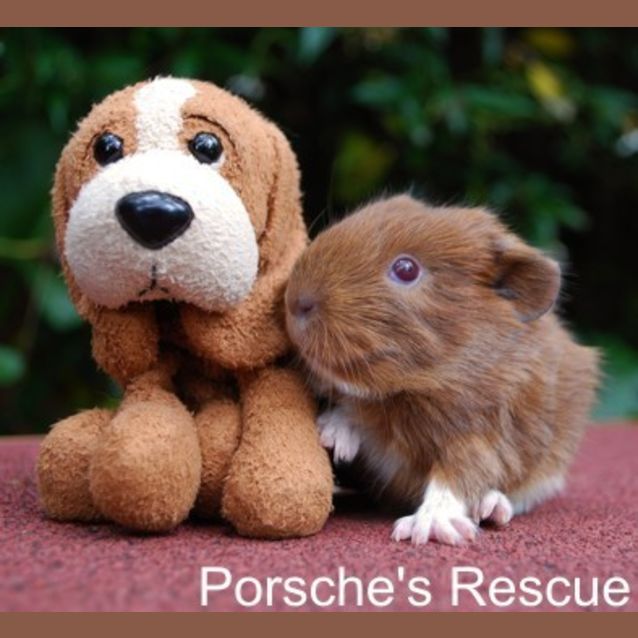 Photo of Marjoram  On Hold