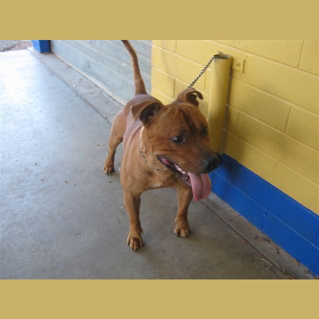 Photo of Red Dog
