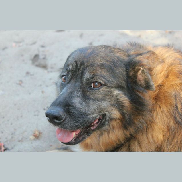 Photo of Missy Av377 *Adoption Pending*