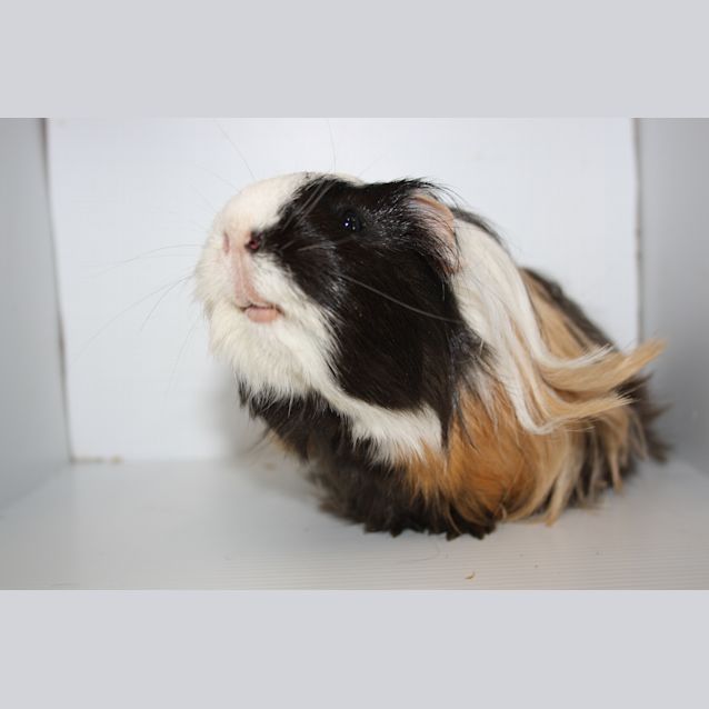 Photo of Pebbles