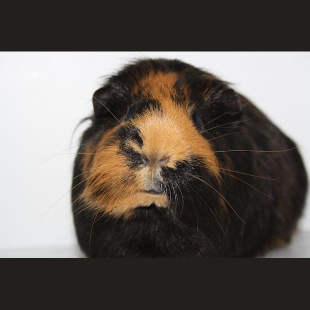 Photo of Lady