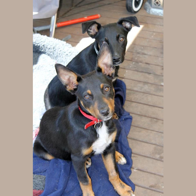 Photo of Caddy And Her 3 Brothers