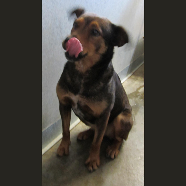 Photo of Pound Dog Kelpi Girl Extremely Timid