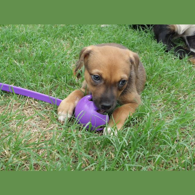 Photo of Nitro