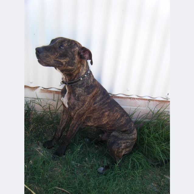 Photo of Lincoln Av383 *In The Shelter He's Just A Baby*: (