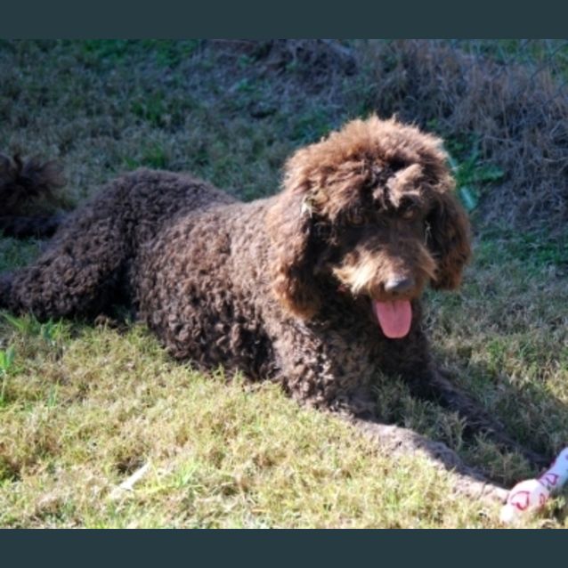 Photo of Lucy Labradoodle