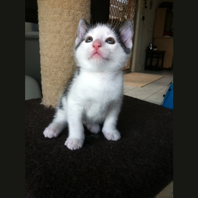 Photo of Yoda