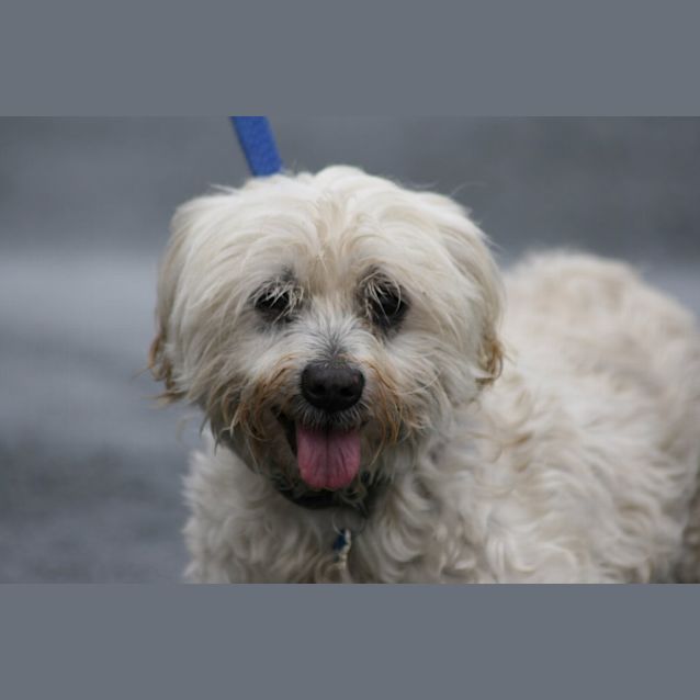 Photo of Watson