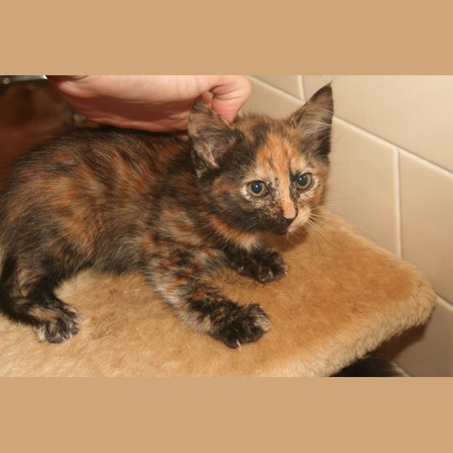 Photo of Torty