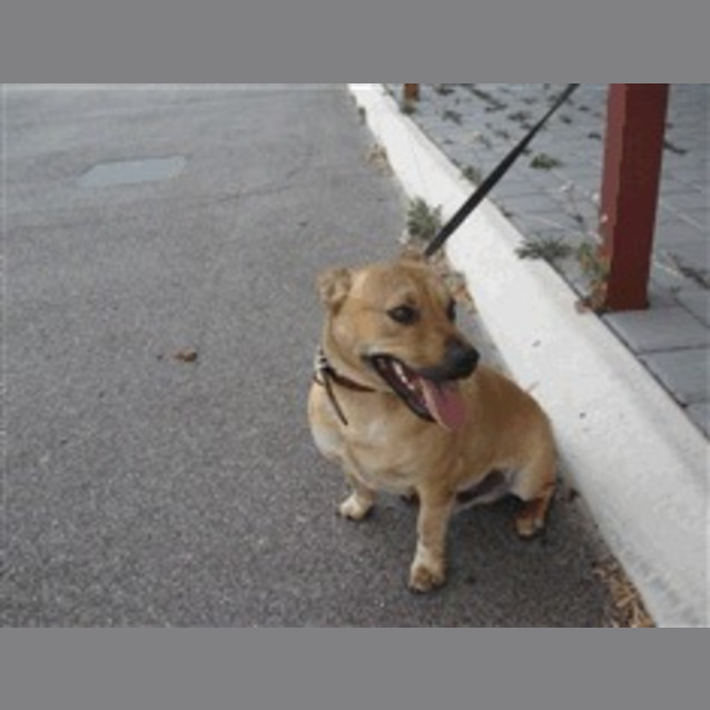 Photo of Cute Corgi X In The Pound Deadline Wednesday