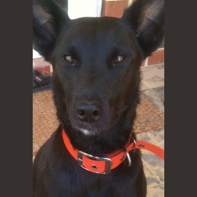 Photo of Bella   On Trail