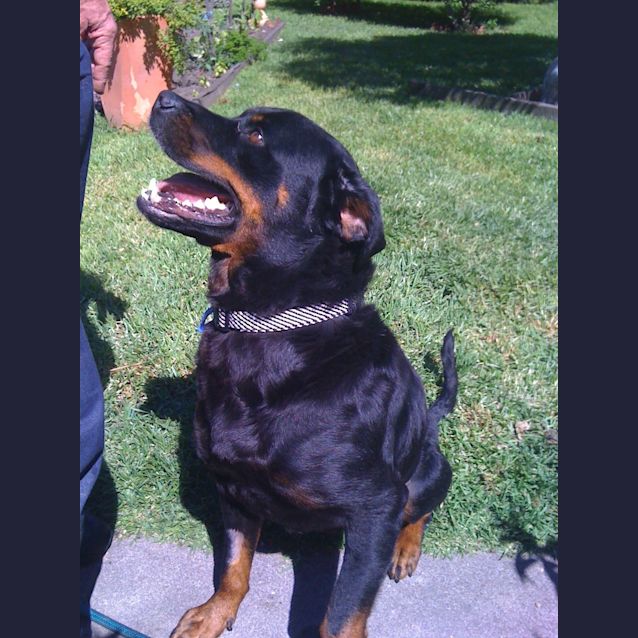Photo of Blaze