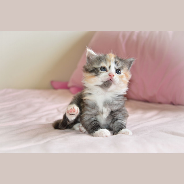Photo of Holly