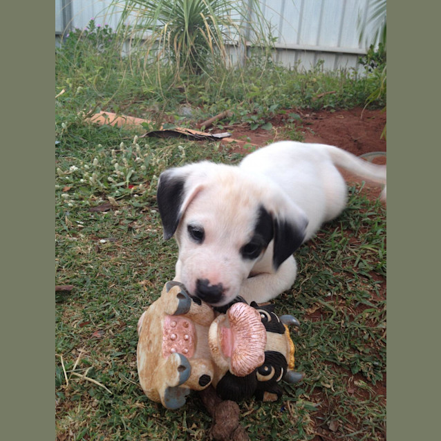 Photo of Patches (Hd099) *Adoption Pending*