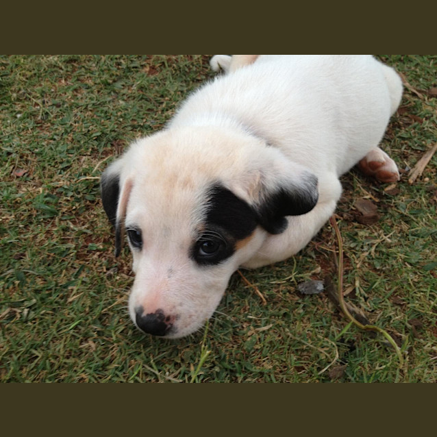 Photo of Patches (Hd099) *Adoption Pending*