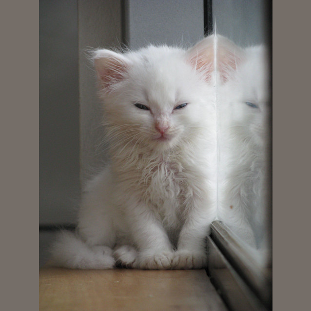 Photo of Snowball