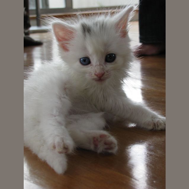 Photo of Snowbell