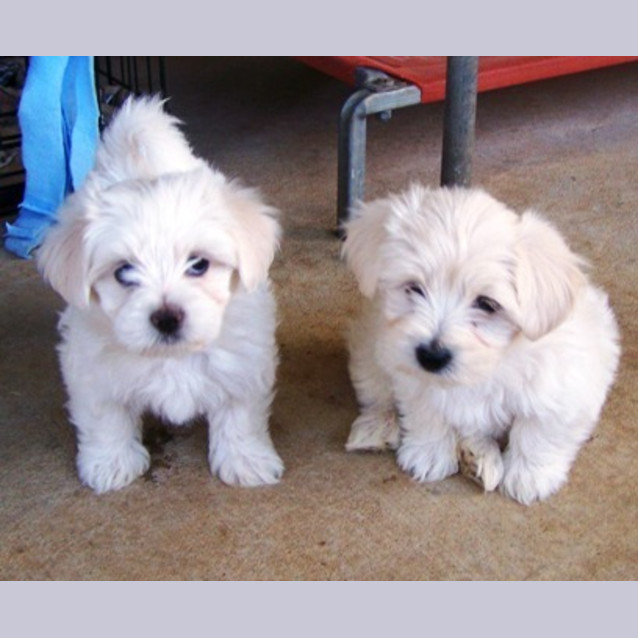 Photo of Sundae Adoption Pending