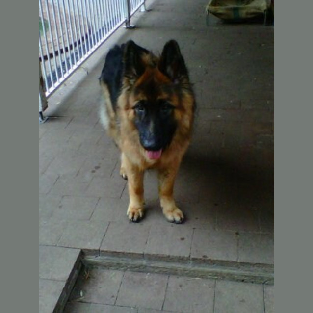 Photo of Dexter On Hold Pending Adoption