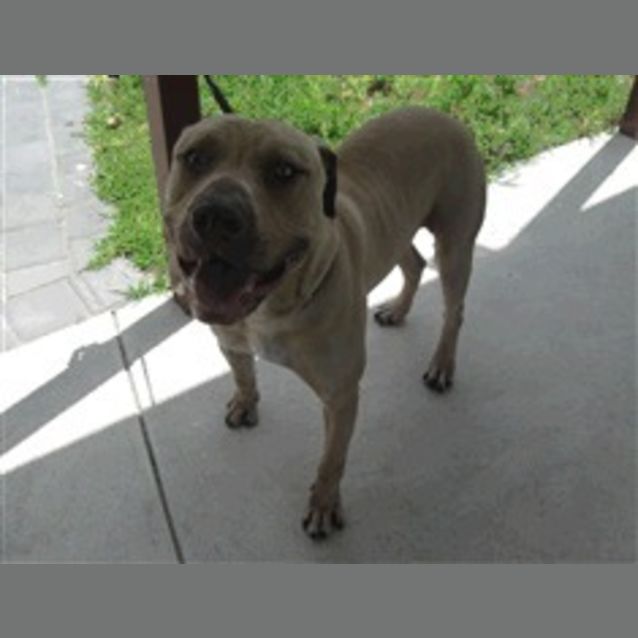 Photo of Lovely Mastiff In Pound Deadline Thurs Foster Care